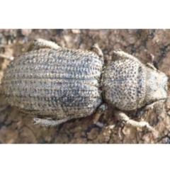 Cubicorhynchus sp. (genus) at Majura, ACT - 16 Apr 2018 05:37 PM