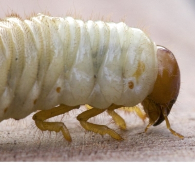 Scarabaeidae (family) (Scarab beetle, curl grub) at Ainslie, ACT - 13 Apr 2018 by jb2602