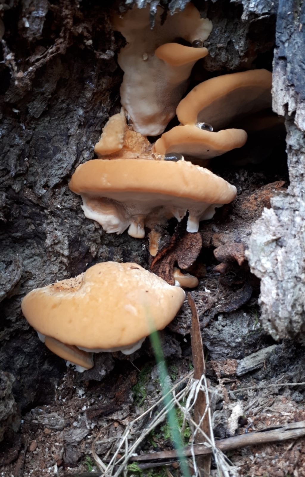 zz Polypore (shelf/hoof-like) at Paddys River, ACT - 16 Apr 2018