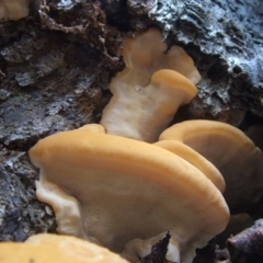 zz Polypore (shelf/hoof-like) at Paddys River, ACT - 16 Apr 2018