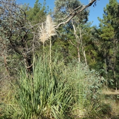 Cortaderia selloana (Pampas Grass) at Jerrabomberra, ACT - 17 Apr 2018 by Mike
