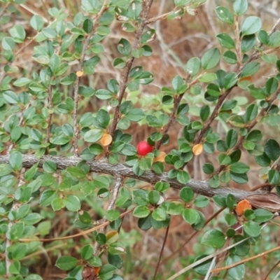 Cotoneaster horizontalis (Prostrate Cotoneaster) at Isaacs Ridge and Nearby - 16 Apr 2018 by Mike