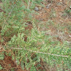 Cotoneaster horizontalis at Isaacs Ridge - 16 Apr 2018 04:46 PM