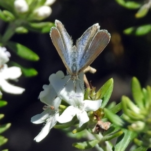 Zizina otis at Fadden, ACT - 17 Apr 2018