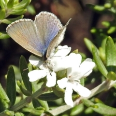 Zizina otis at Fadden, ACT - 17 Apr 2018