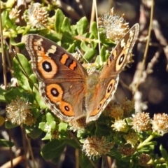 Junonia villida (Meadow Argus) at Fadden Hills Pond - 17 Apr 2018 by RodDeb