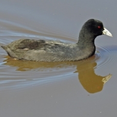 Fulica atra (Eurasian Coot) at Fadden, ACT - 17 Apr 2018 by RodDeb