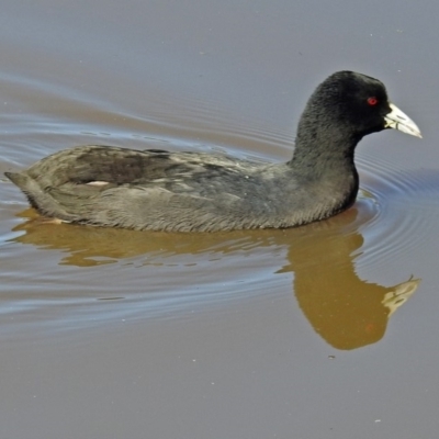 Fulica atra (Eurasian Coot) at Fadden Hills Pond - 17 Apr 2018 by RodDeb