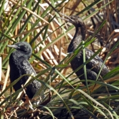 Phalacrocorax sulcirostris (Little Black Cormorant) at Fadden Hills Pond - 17 Apr 2018 by RodDeb