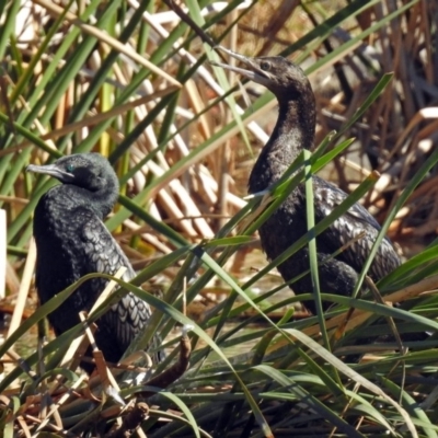Phalacrocorax sulcirostris (Little Black Cormorant) at Fadden Hills Pond - 17 Apr 2018 by RodDeb