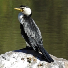 Microcarbo melanoleucos (Little Pied Cormorant) at Fadden Hills Pond - 17 Apr 2018 by RodDeb