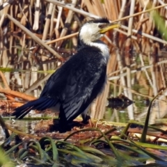 Microcarbo melanoleucos at Fadden, ACT - 17 Apr 2018 10:50 AM