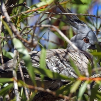 Ocyphaps lophotes (Crested Pigeon) at Fadden, ACT - 17 Apr 2018 by RodDeb