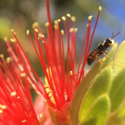 Hylaeus (Prosopisteron) littleri (Hylaeine colletid bee) at ANBG - 9 Apr 2018 by PeterA