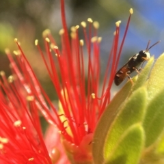 Hylaeus (Prosopisteron) littleri (Hylaeine colletid bee) at Acton, ACT - 9 Apr 2018 by PeterA