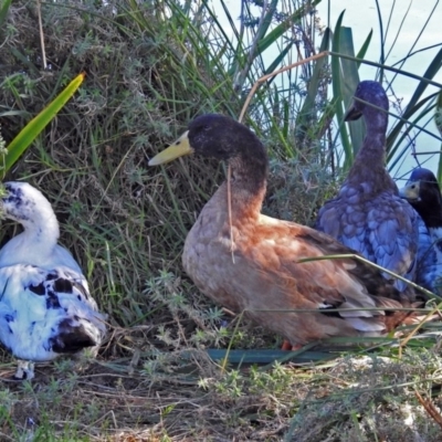 Anas platyrhynchos (Mallard (Domestic Type)) at Fadden, ACT - 17 Apr 2018 by RodDeb