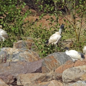 Threskiornis molucca at Fadden, ACT - 17 Apr 2018 10:46 AM