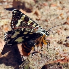 Apina callisto (Pasture Day Moth) at Fadden, ACT - 17 Apr 2018 by RodDeb