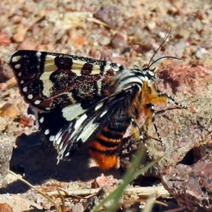 Apina callisto at Fadden, ACT - 17 Apr 2018