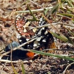 Apina callisto at Fadden, ACT - 17 Apr 2018 10:36 AM