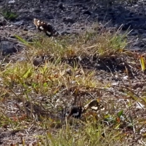 Apina callisto at Fadden, ACT - 17 Apr 2018