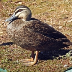 Anas superciliosa (Pacific Black Duck) at Fadden Hills Pond - 17 Apr 2018 by RodDeb