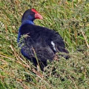 Porphyrio melanotus at Fadden, ACT - 17 Apr 2018