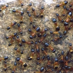 Camponotus consobrinus (Banded sugar ant) at Majura, ACT - 16 Apr 2018 by jb2602