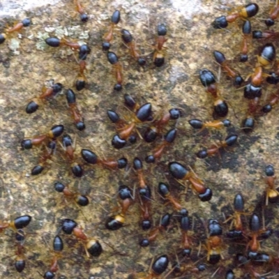 Camponotus consobrinus (Banded sugar ant) at Majura, ACT - 16 Apr 2018 by jbromilow50