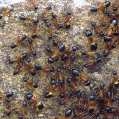 Camponotus consobrinus (Banded sugar ant) at Mount Ainslie - 16 Apr 2018 by jb2602