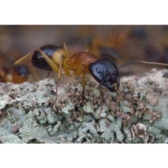 Camponotus consobrinus at Majura, ACT - 16 Apr 2018