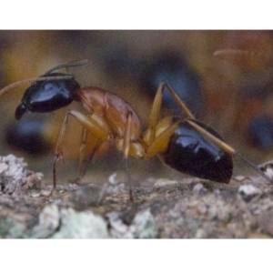 Camponotus consobrinus at Majura, ACT - 16 Apr 2018 06:01 PM