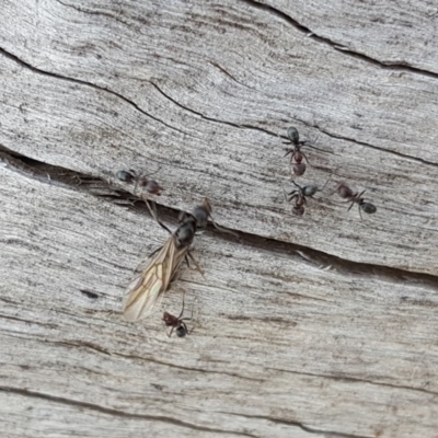 Iridomyrmex rufoniger (Tufted Tyrant Ant) at Isaacs Ridge and Nearby - 17 Apr 2018 by Mike