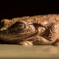 Litoria peronii (Peron's Tree Frog, Emerald Spotted Tree Frog) at Bonython, ACT - 16 Apr 2018 by Justin23