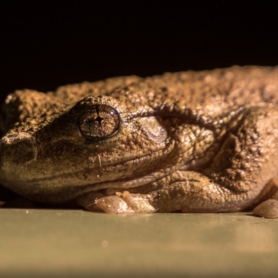 Litoria peronii (Peron's Tree Frog, Emerald Spotted Tree Frog) at Bonython, ACT - 16 Apr 2018 by Justin23
