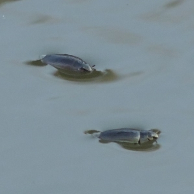 Gyrinidae sp. (family) (Unidentified whirligig beetle) at Tennent, ACT - 14 Mar 2018 by michaelb