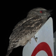Podargus strigoides (Tawny Frogmouth) at Tharwa, ACT - 14 Mar 2018 by michaelb