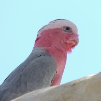 Eolophus roseicapilla (Galah) at Molonglo River Reserve - 28 Mar 2018 by michaelb