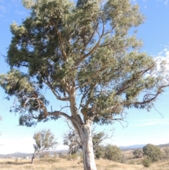 Eucalyptus blakelyi (Blakely's Red Gum) at Denman Prospect, ACT - 28 Mar 2018 by michaelb