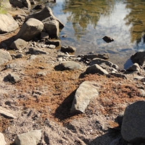 Myriophyllum verrucosum at Molonglo, ACT - 28 Mar 2018