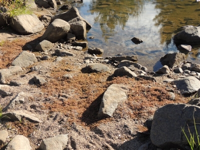 Myriophyllum verrucosum (Red Water-milfoil) at Molonglo, ACT - 28 Mar 2018 by michaelb