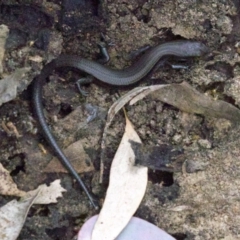 Lampropholis delicata (Delicate Skink) at Majura, ACT - 16 Apr 2018 by jbromilow50