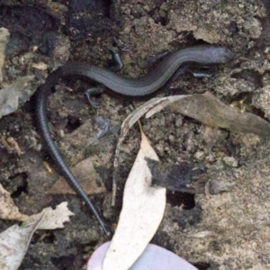 Lampropholis delicata at Majura, ACT - 16 Apr 2018 05:46 PM