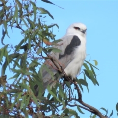 Elanus axillaris (Black-shouldered Kite) at QPRC LGA - 15 Apr 2018 by KumikoCallaway