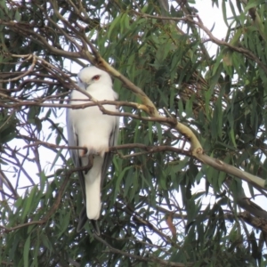 Elanus axillaris at Googong, NSW - 16 Apr 2018