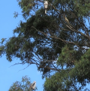 Elanus axillaris at Googong, NSW - 16 Apr 2018