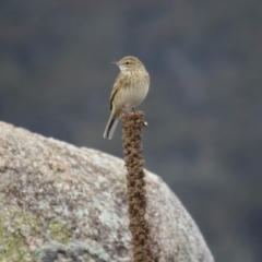 Anthus australis (Australian Pipit) at QPRC LGA - 16 Apr 2018 by KumikoCallaway