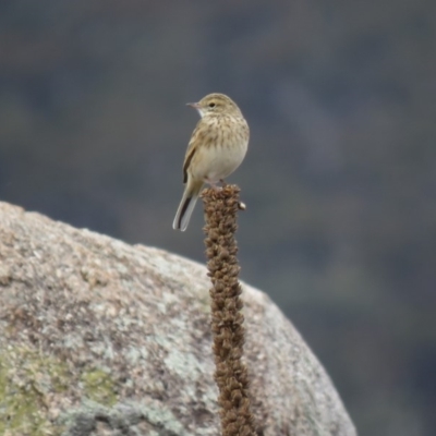 Anthus australis (Australian Pipit) at Googong Foreshore - 16 Apr 2018 by KumikoCallaway