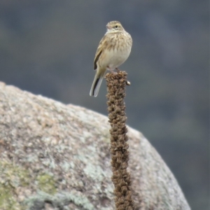 Anthus australis at Burra, NSW - 16 Apr 2018