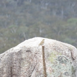 Anthus australis at Burra, NSW - 16 Apr 2018